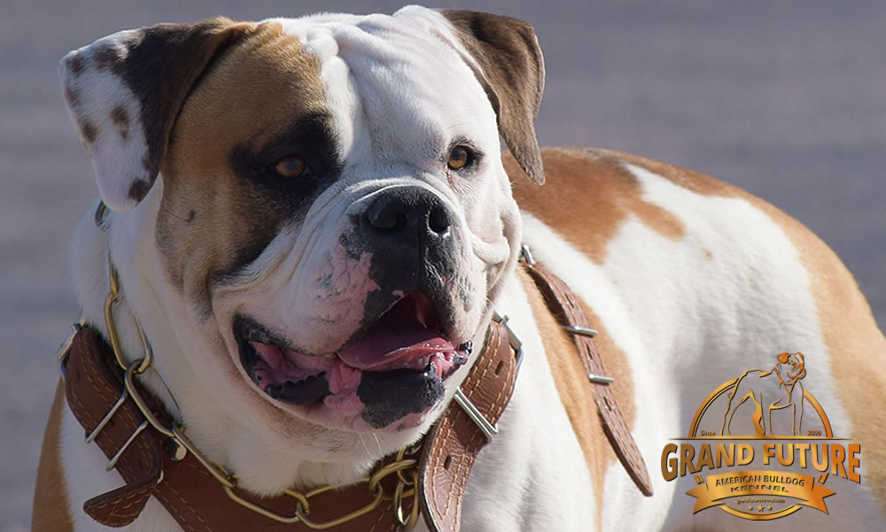 American Bulldog - Grand Future Shamrock