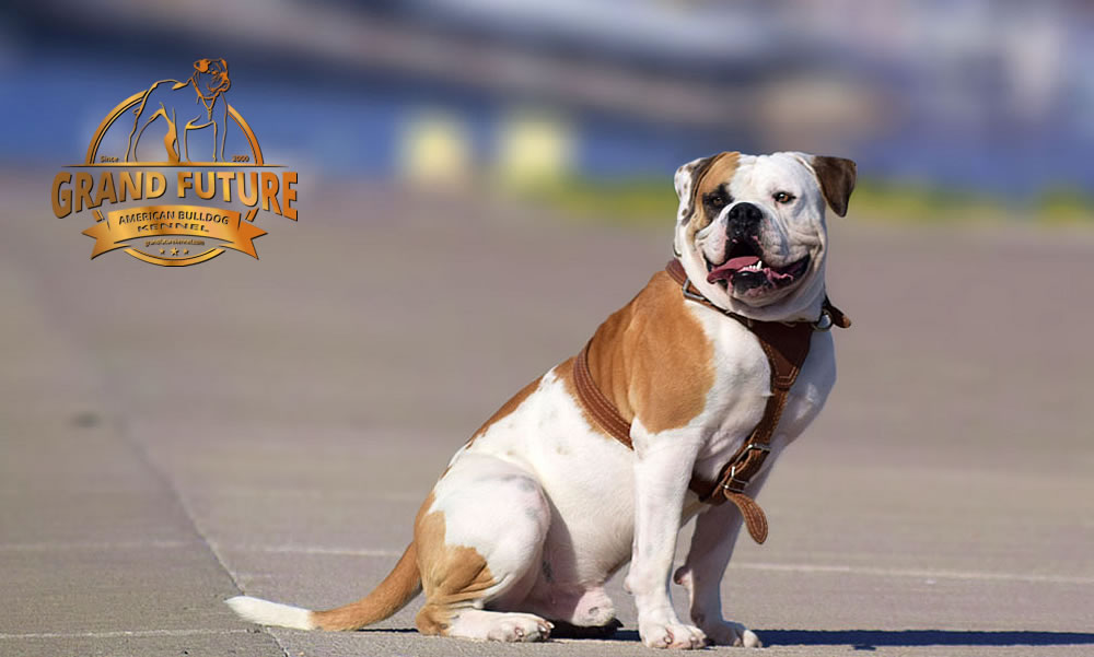 American Bulldog - Grand Future Shamrock