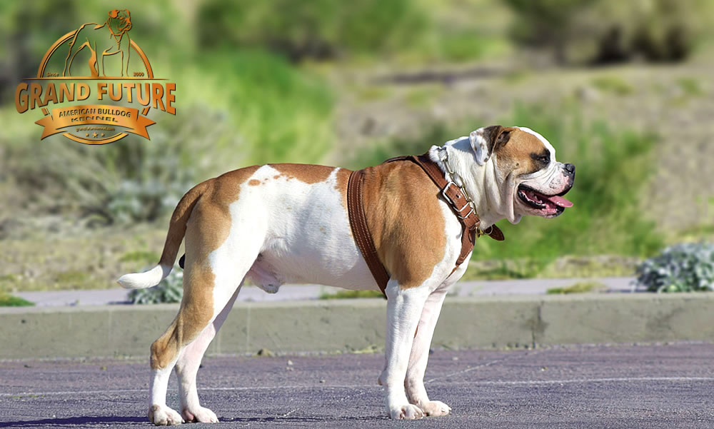 American Bulldog - Grand Future Shamrock