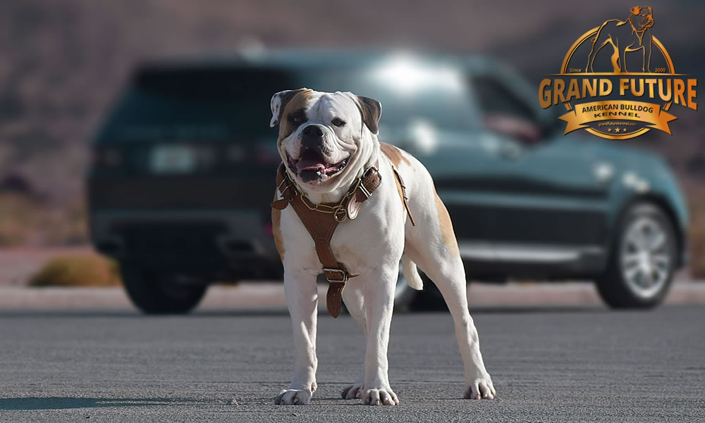 American Bulldog - Grand Future Shamrock