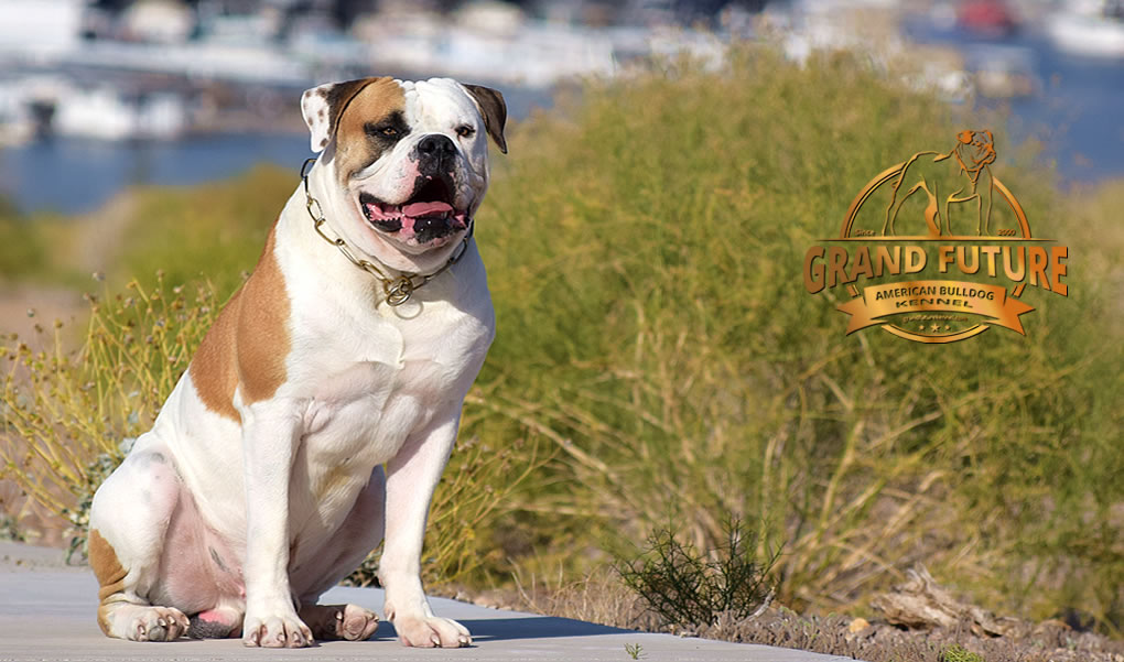 American Bulldog - Grand Future Shamrock