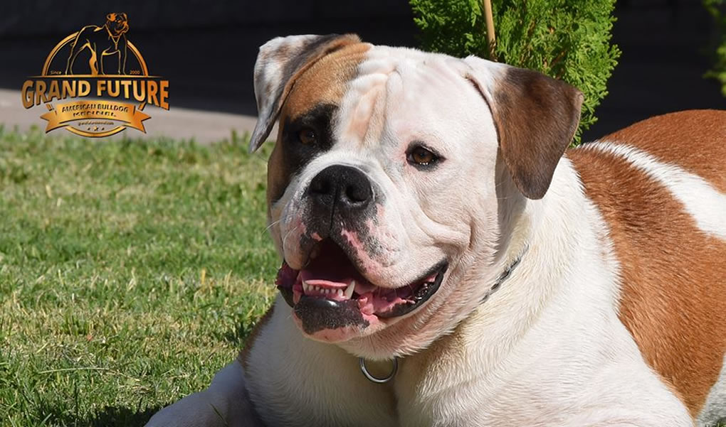 American Bulldog - Grand Future Shamrock