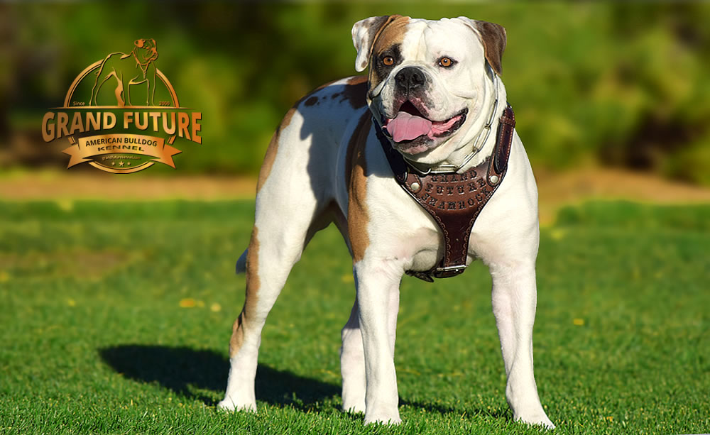 American Bulldog - Grand Future Shamrock