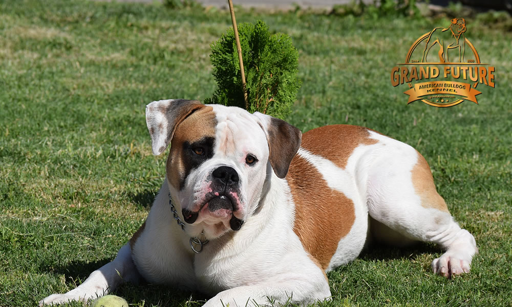 American Bulldog - Grand Future Shamrock