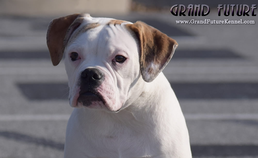 American Bulldog - Grand Future Sheriff