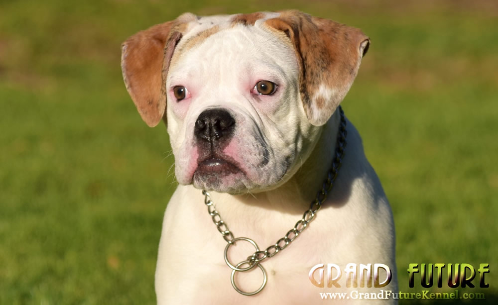 American Bulldog - Grand Future Sheriff