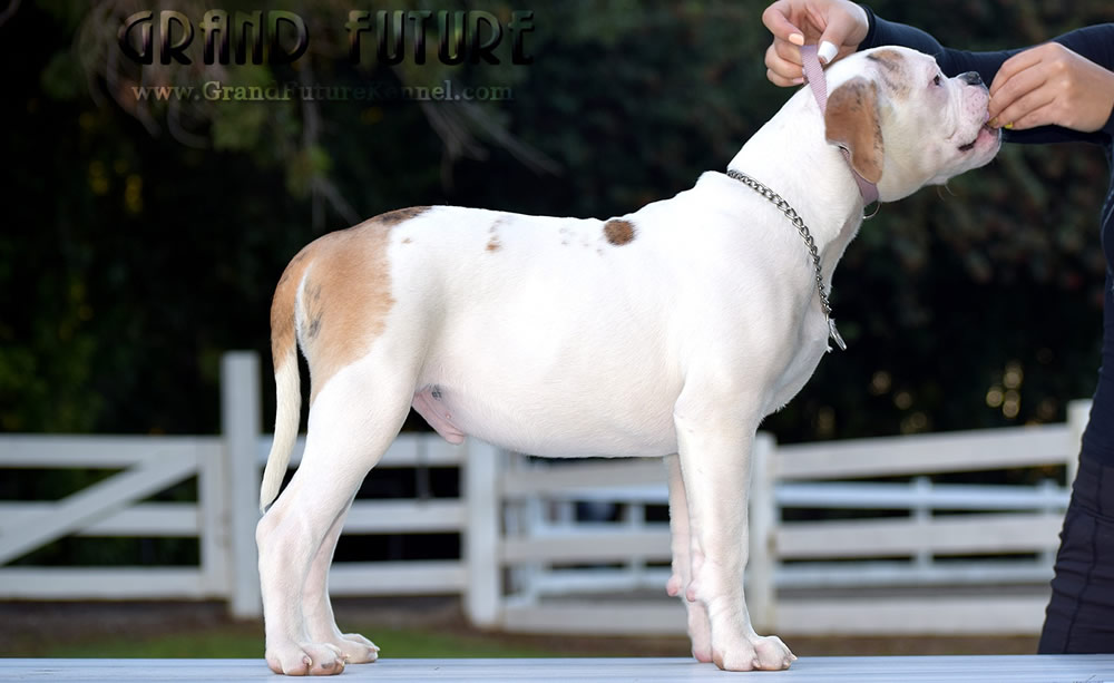 American Bulldog - Grand Future Sheriff