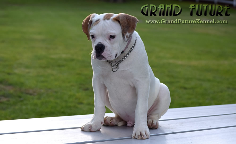 American Bulldog - Grand Future Sheriff