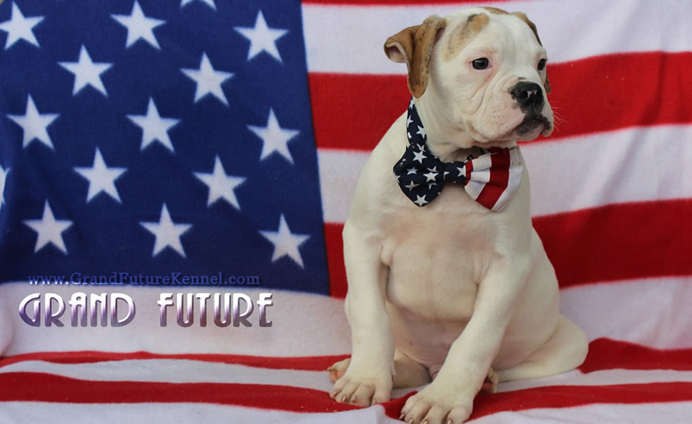 American Bulldog - Grand Future Sheriff