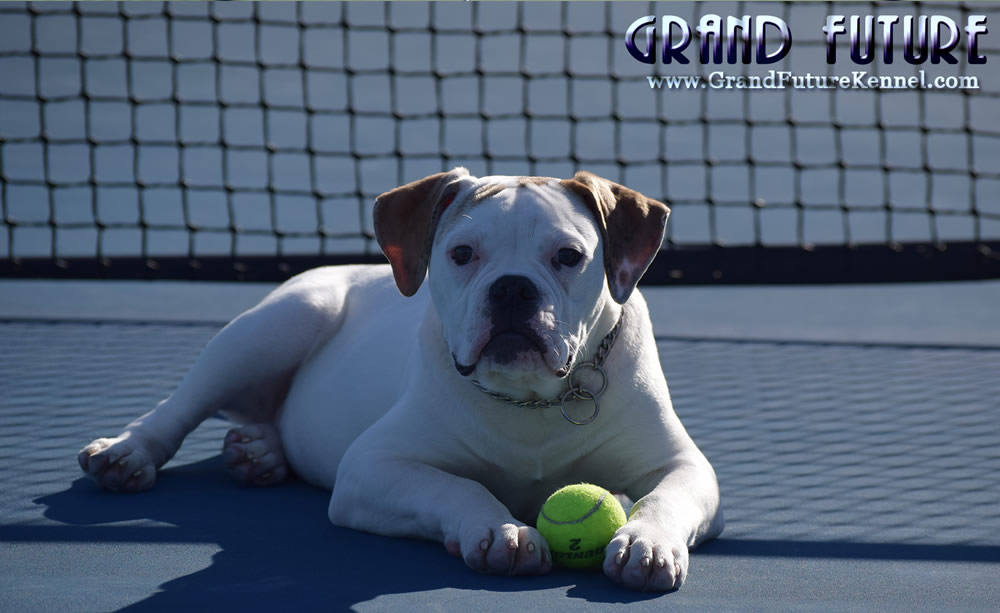 American Bulldog - Grand Future Sheriff