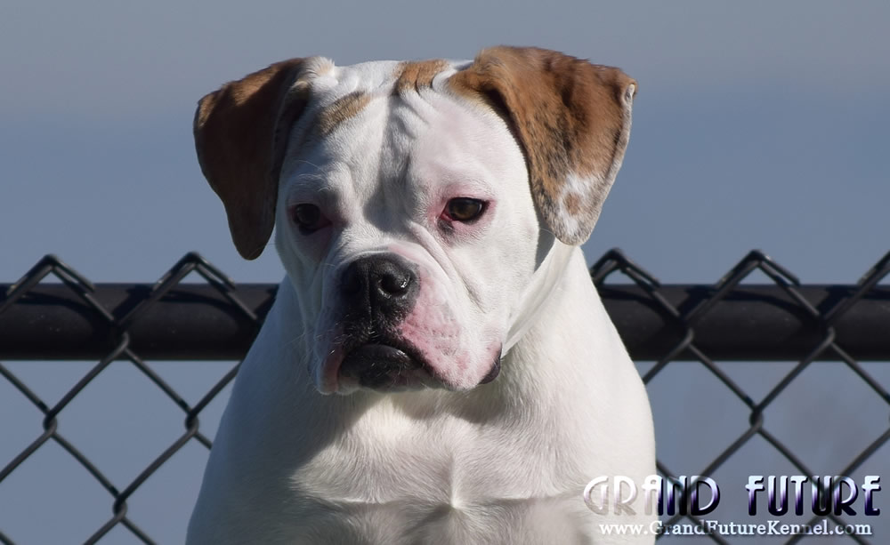 American Bulldog - Grand Future Sheriff