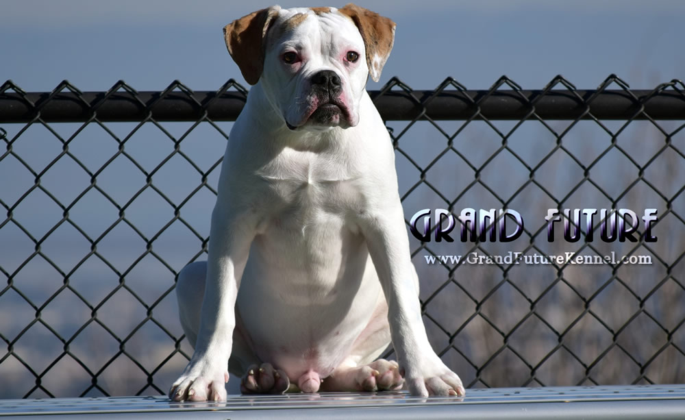 American Bulldog - Grand Future Sheriff