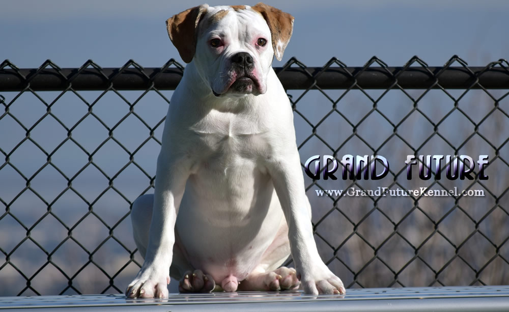 American Bulldog - Grand Future Sheriff