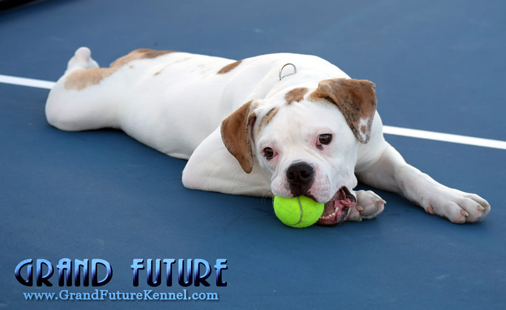 American Bulldog - Grand Future Sheriff