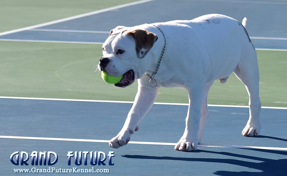 American Bulldog - Grand Future Sheriff