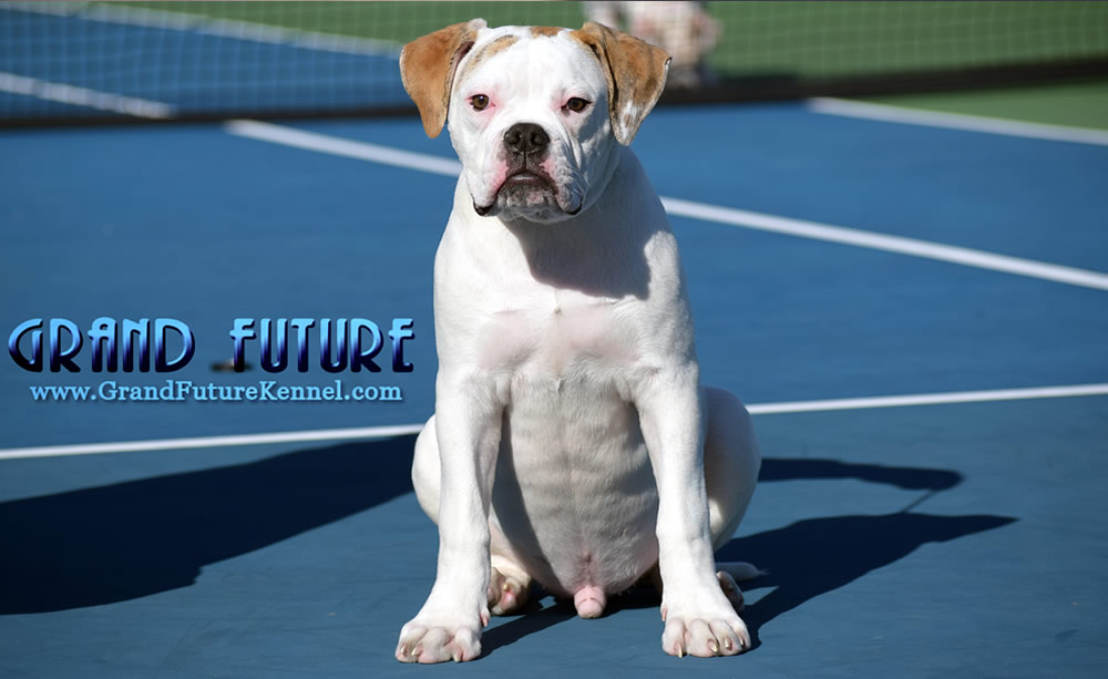 American Bulldog - Grand Future Sheriff