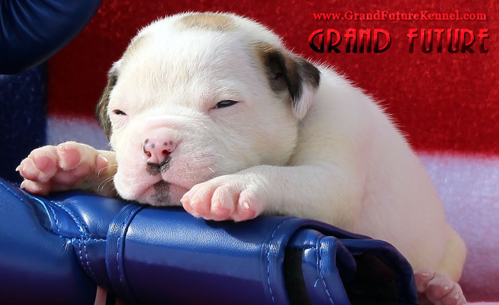 American Bulldog - Grand Future Sheriff