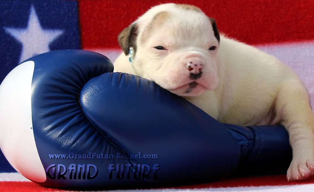 American Bulldog - Grand Future Sheriff