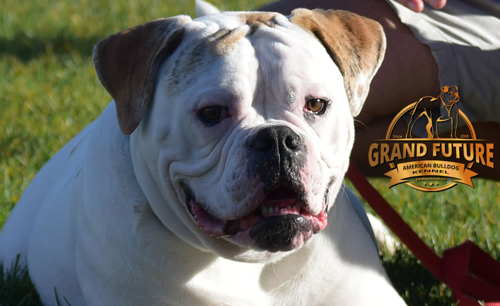 American Bulldog - Grand Future Sheriff