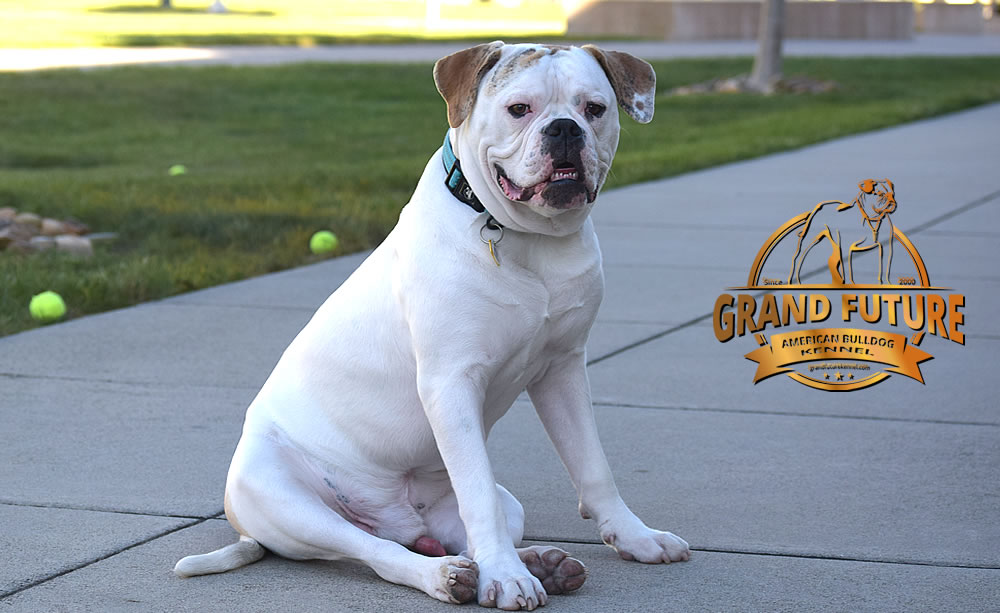 American Bulldog - Grand Future Sheriff