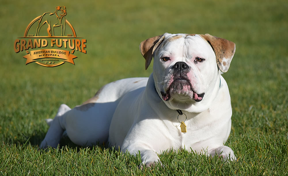 American Bulldog - Grand Future Sheriff