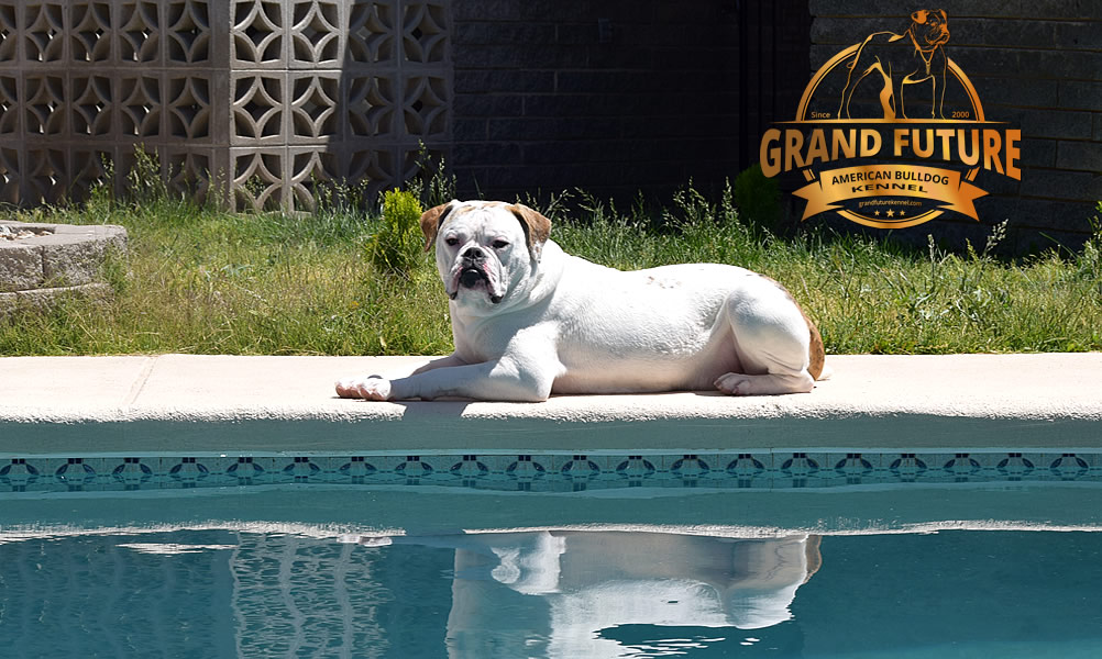 American Bulldog - Grand Future Sheriff