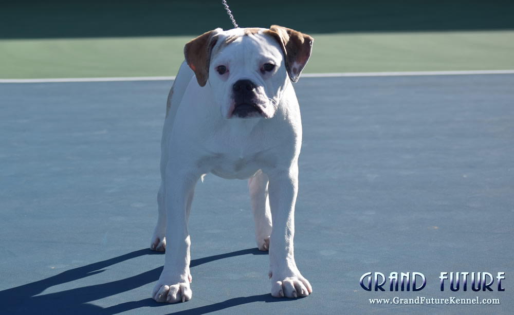 American Bulldog - Grand Future Sheriff