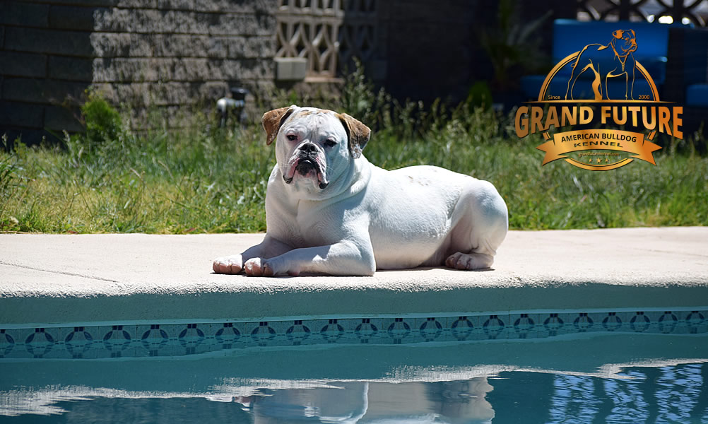 American Bulldog - Grand Future Sheriff