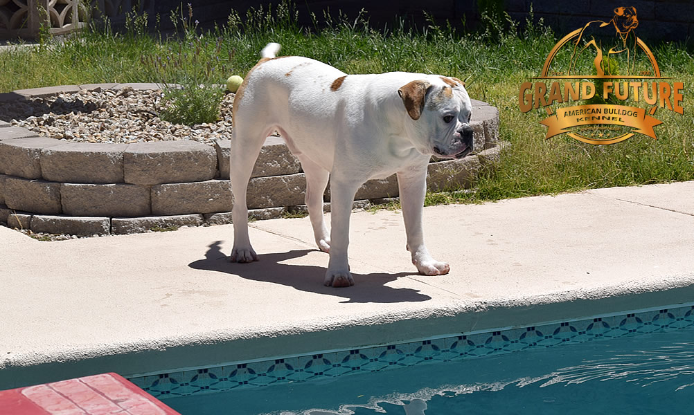 American Bulldog - Grand Future Sheriff