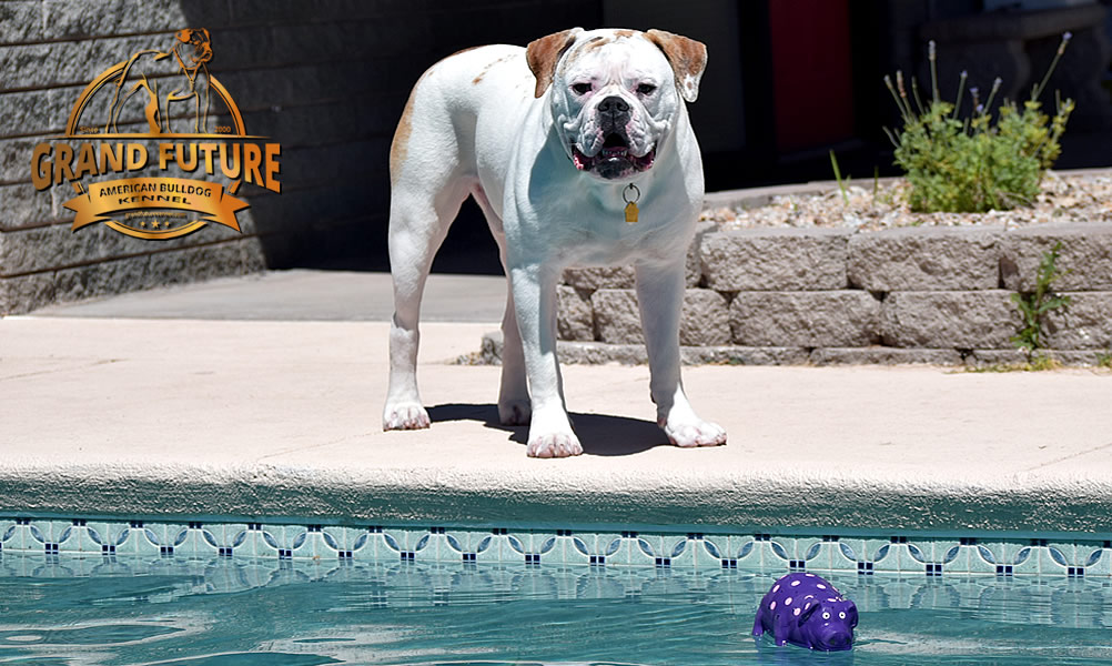 American Bulldog - Grand Future Sheriff