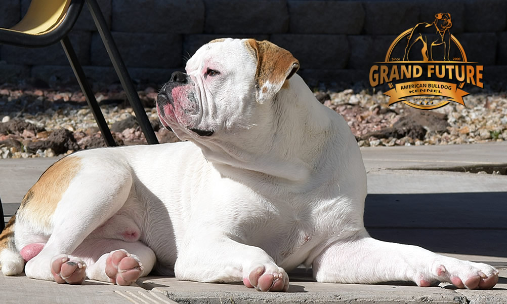 American Bulldog - Grand Future Sheriff