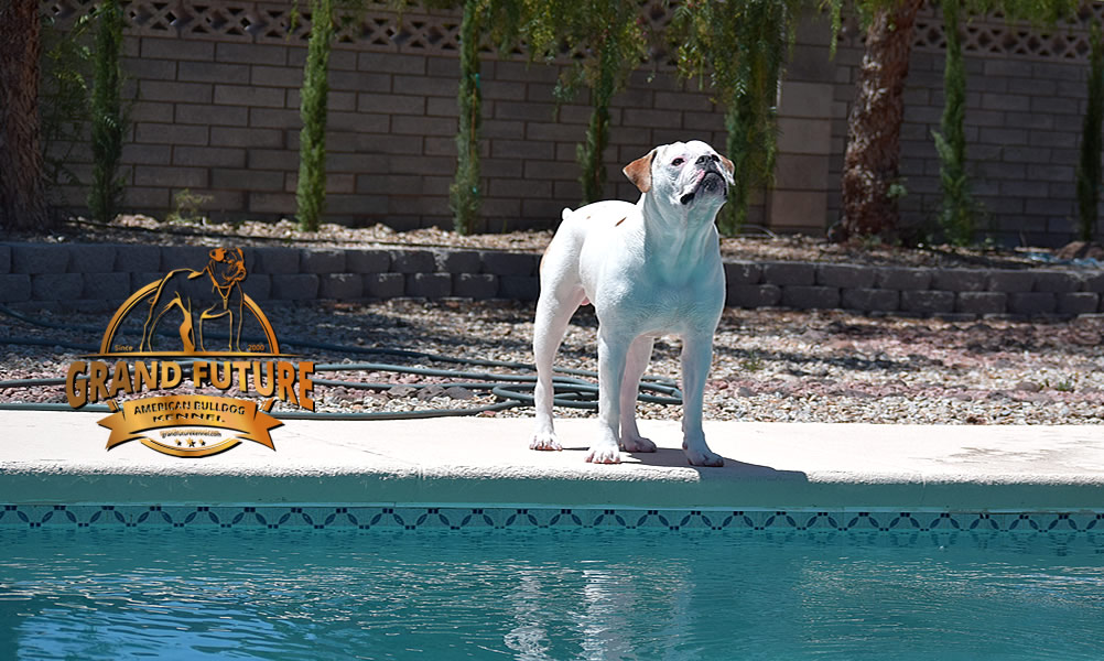 American Bulldog - Grand Future Sheriff