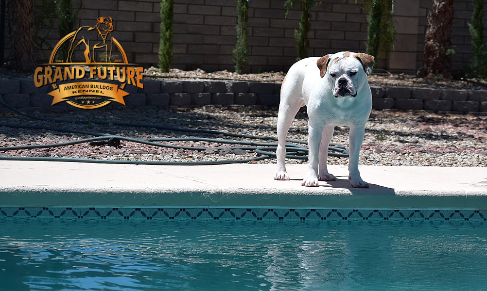 American Bulldog - Grand Future Sheriff