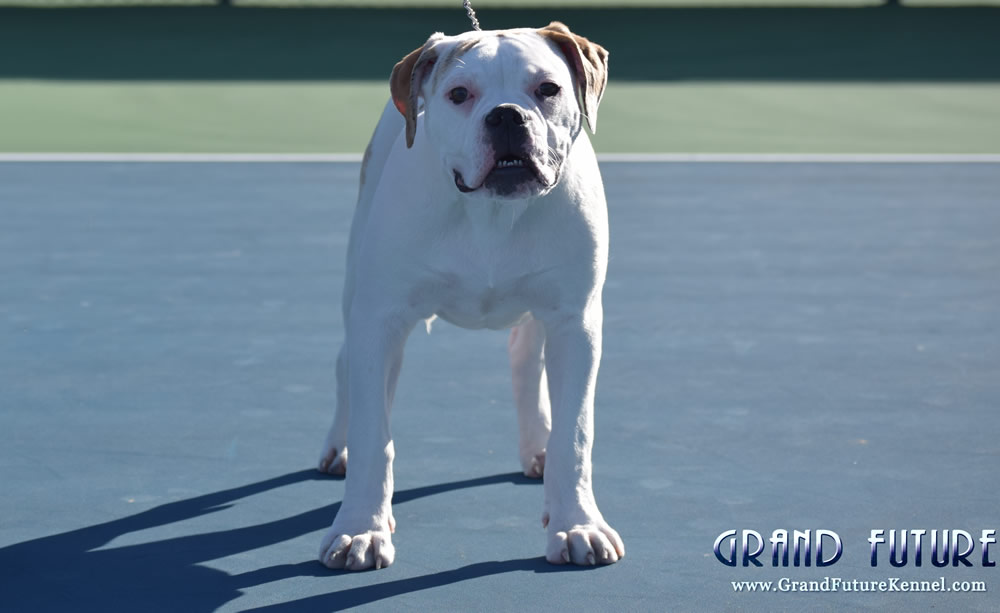 American Bulldog - Grand Future Sheriff