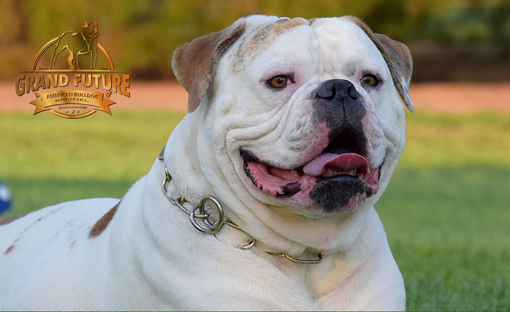 American Bulldog - Grand Future Sheriff