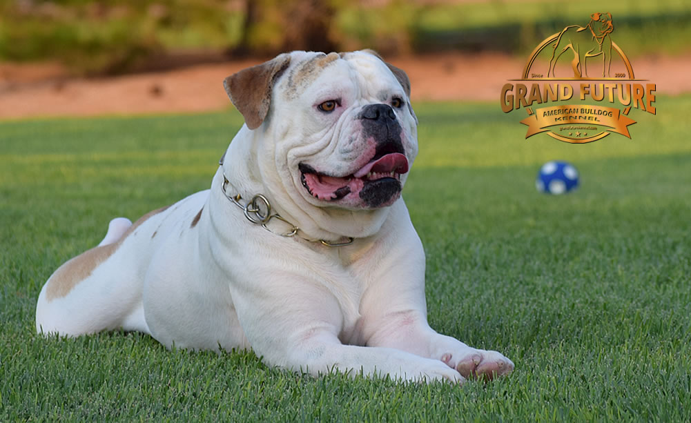 American Bulldog - Grand Future Sheriff