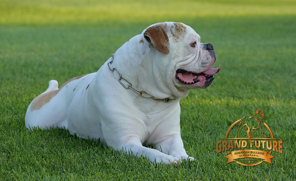 American Bulldog - Grand Future Sheriff