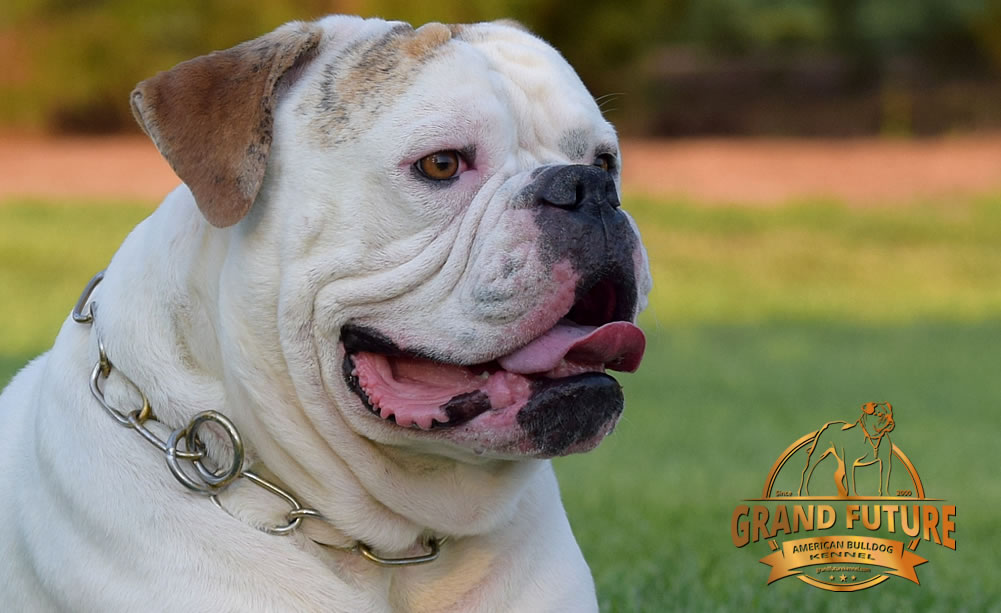 American Bulldog - Grand Future Sheriff