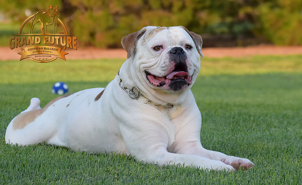 American Bulldog - Grand Future Sheriff