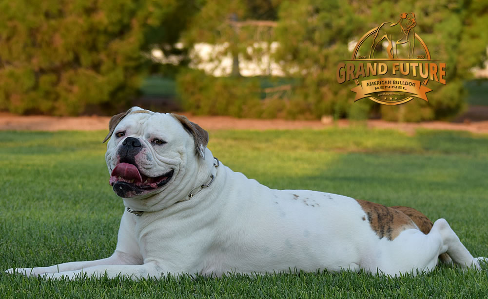 American Bulldog - Grand Future Sheriff