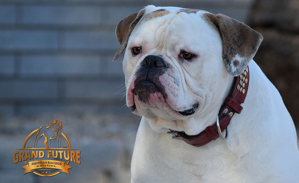 American Bulldog - Grand Future Sheriff