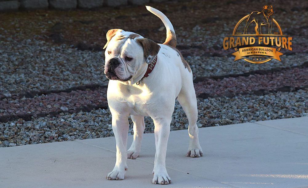 American Bulldog - Grand Future Sheriff