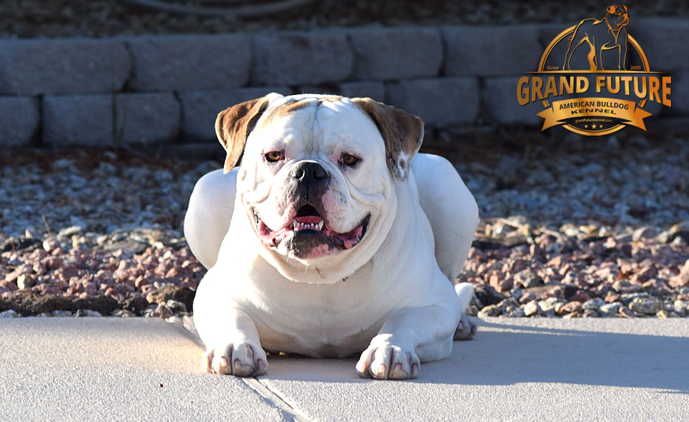 American Bulldog - Grand Future Sheriff