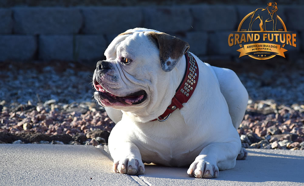 American Bulldog - Grand Future Sheriff