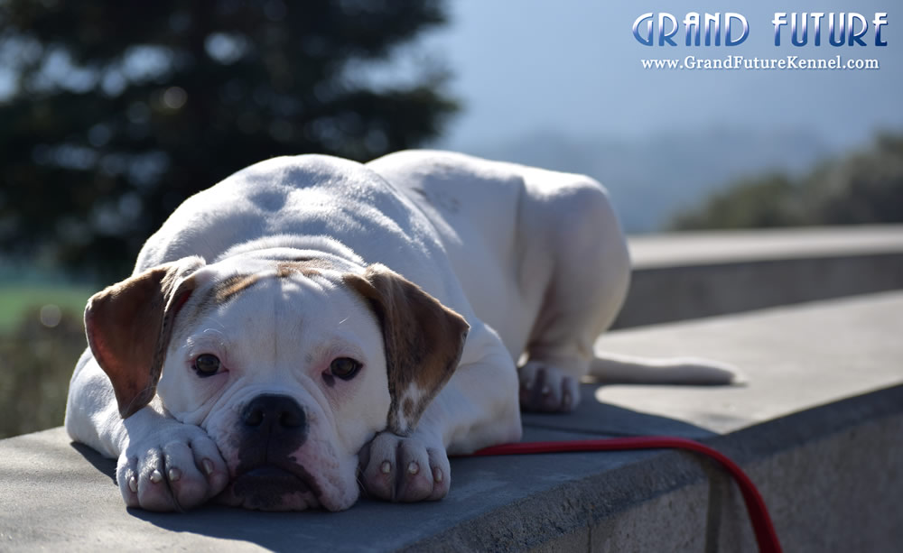 American Bulldog - Grand Future Sheriff