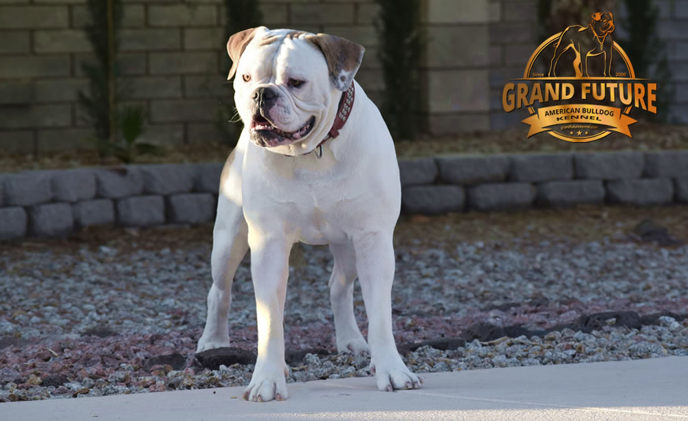 American Bulldog - Grand Future Sheriff