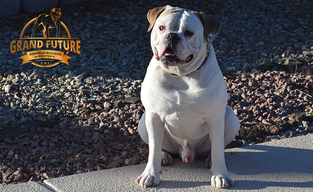 American Bulldog - Grand Future Sheriff