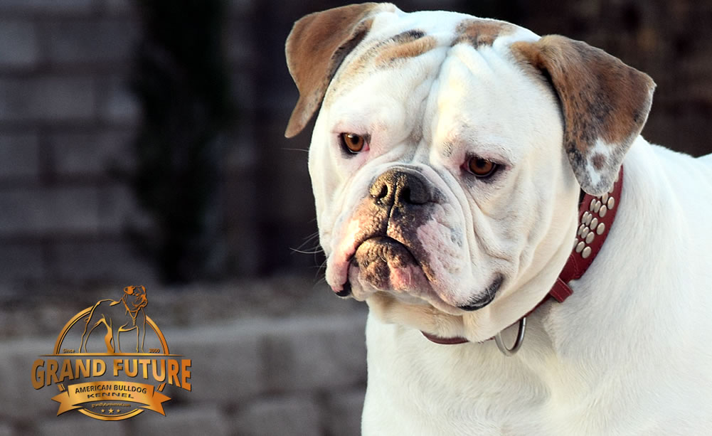 American Bulldog - Grand Future Sheriff