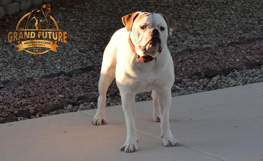 American Bulldog - Grand Future Sheriff