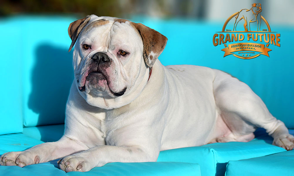 American Bulldog - Grand Future Sheriff